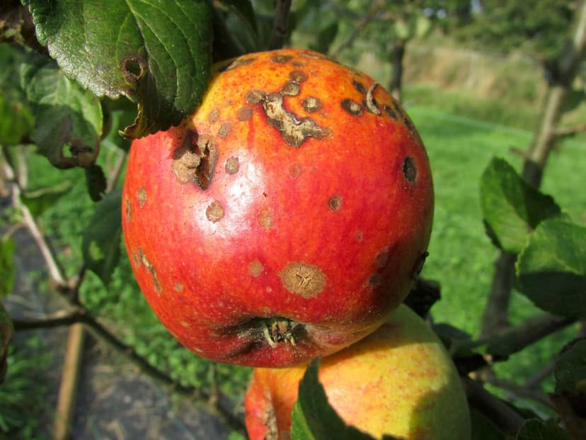 Apple Scab